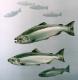What Are The Various Sources Of Fish Oil
